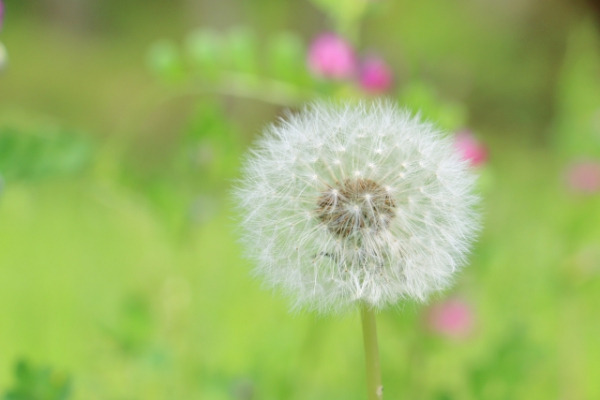 ２級取得にほっ　名古屋みどり年金センターに依頼してよかった