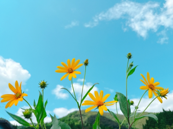 もっと多くの人に障害年金を知ってほしい
