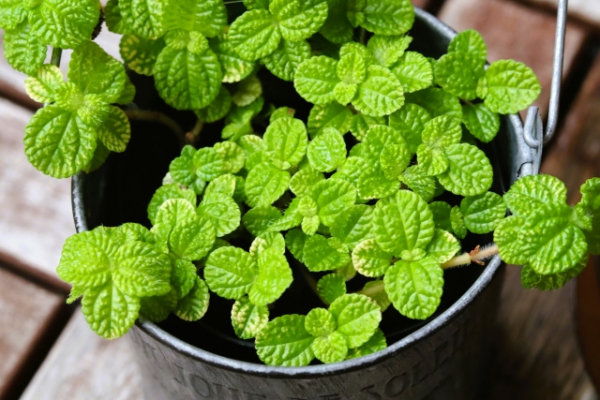 今後もわからないことがあれば相談します